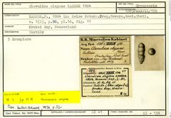 Karteikarte zum Syntyp von Clavulina elegans Karrer, 1864